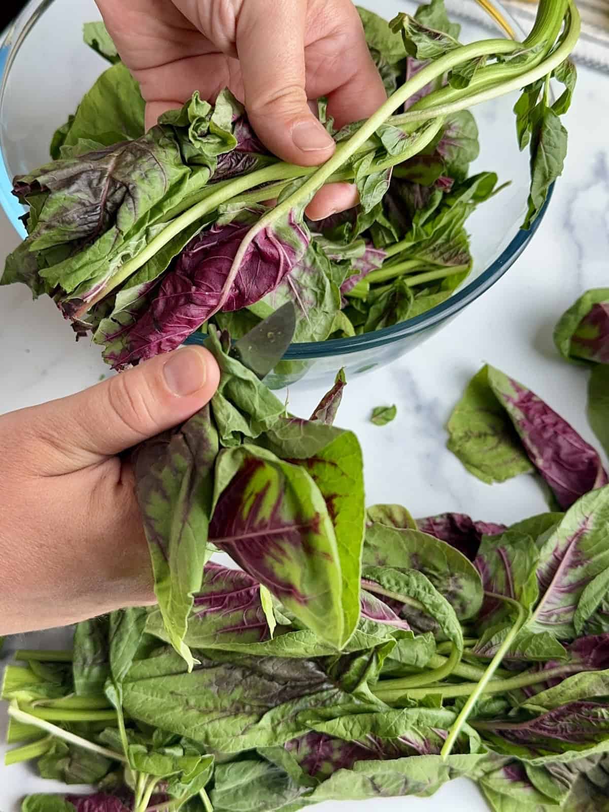 Cutting the vlita leaves in halves.